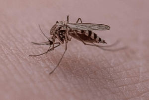 West Nile Salerno