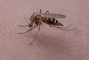 West Nile Salerno