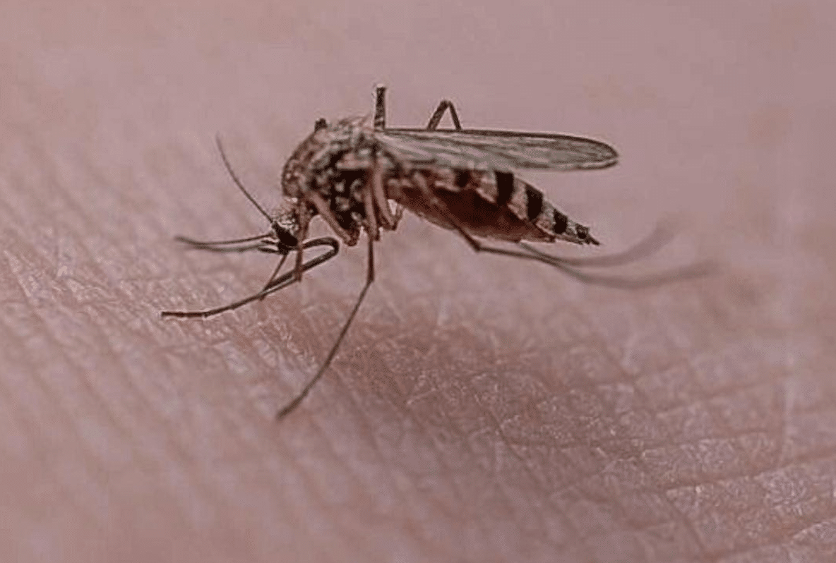 West Nile Salerno