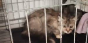 Cinque gatti salvati tra Fratte, Castiglione del Genovesi e Giovi: un esempio di collaborazione concreta per il benessere animale