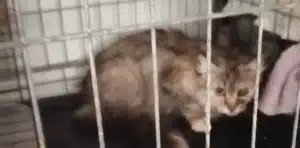 Cinque gatti salvati tra Fratte, Castiglione del Genovesi e Giovi: un esempio di collaborazione concreta per il benessere animale