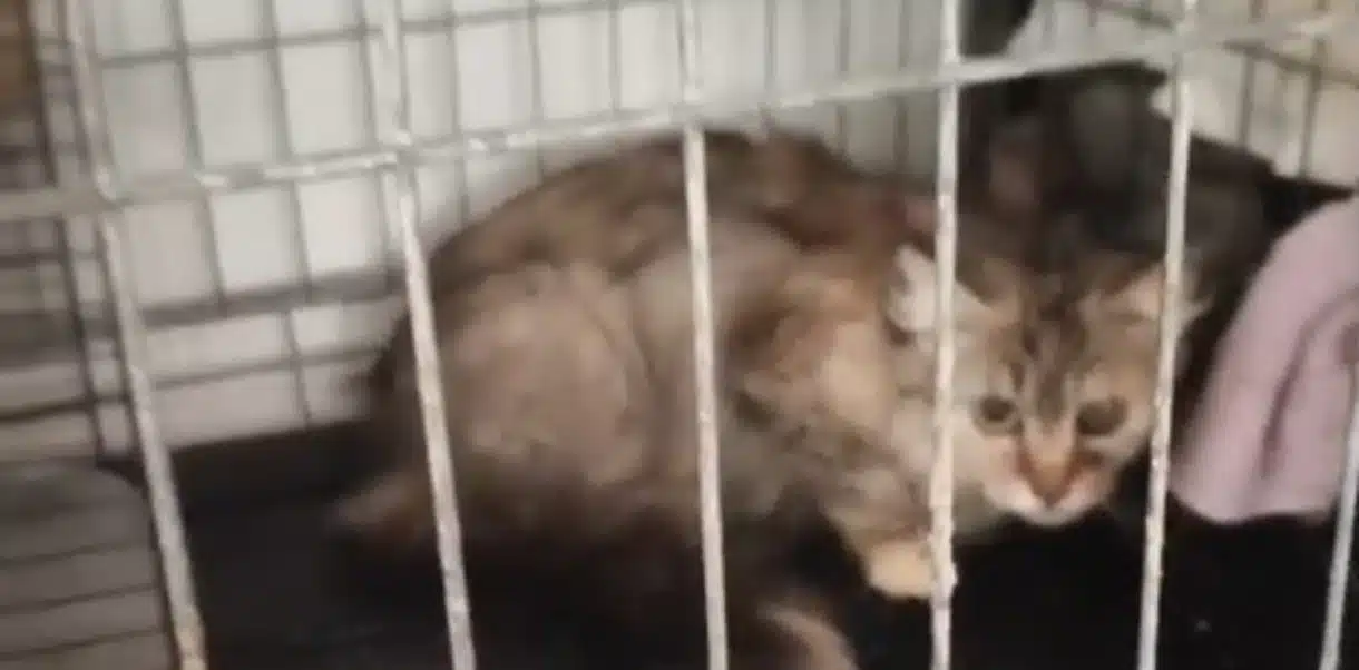 Cinque gatti salvati tra Fratte, Castiglione del Genovesi e Giovi: un esempio di collaborazione concreta per il benessere animale