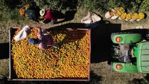 dazi usa perdite imprese campania