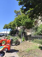 Pulizia alberi Torrione
