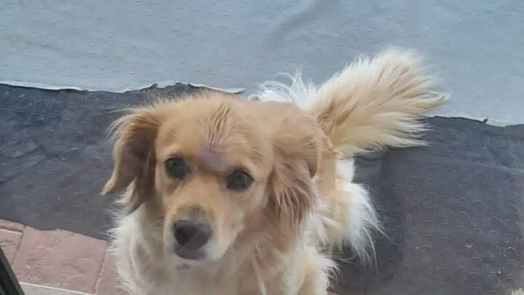 Pulce, cagnolina di tre anni, vive da settimane isolata su un balcone a causa del rifiuto della nuova compagna del suo proprietario