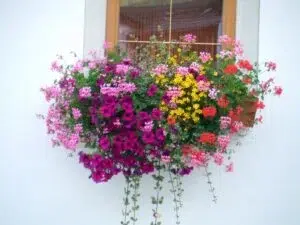 Concorso floreale Stioe Gorga