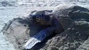 nido tartaruga Caretta maiori
