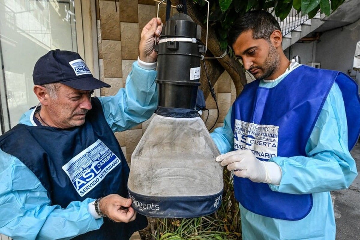 Caserta, intensificata la sorveglianza contro la zanzara Culex: scattano i controlli nei comuni colpiti dal virus West Nile