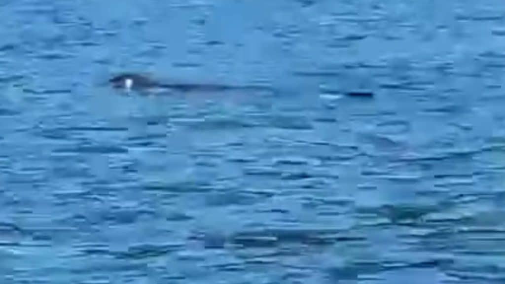 foca monaca castellabate punta licosa