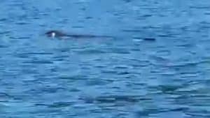 foca monaca castellabate punta licosa