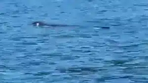 foca monaca castellabate punta licosa