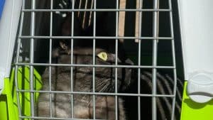 angri gatto gettato mura castello doria