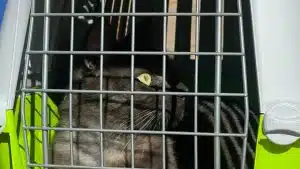 angri gatto gettato mura castello doria