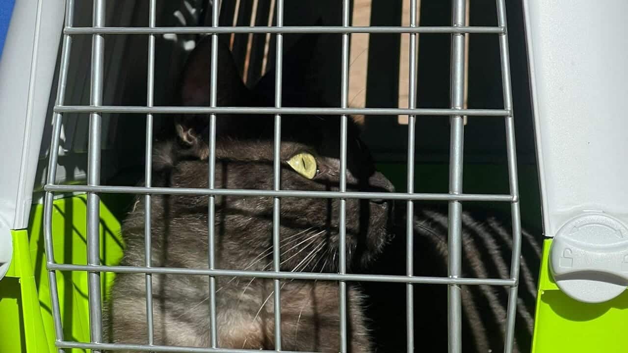 angri gatto gettato mura castello doria