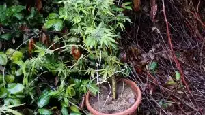 angri condannato coltivazione marijuana