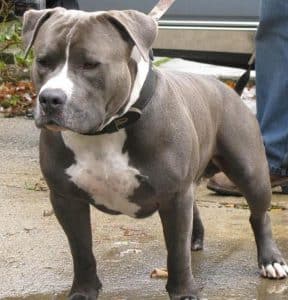 salerno pitbull maltrattato salvato oggi 15 luglio
