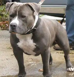 salerno pitbull maltrattato salvato oggi 15 luglio