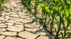 coldiretti campania siccità 3 luglio