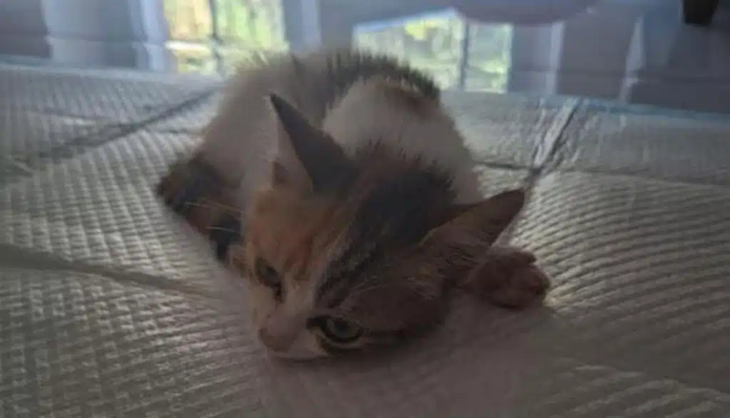 torrione eventi raccolta fondi gattina colonna vertebrale fratturata salerno