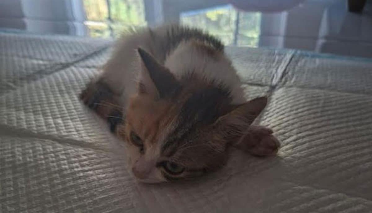 torrione eventi raccolta fondi gattina colonna vertebrale fratturata salerno