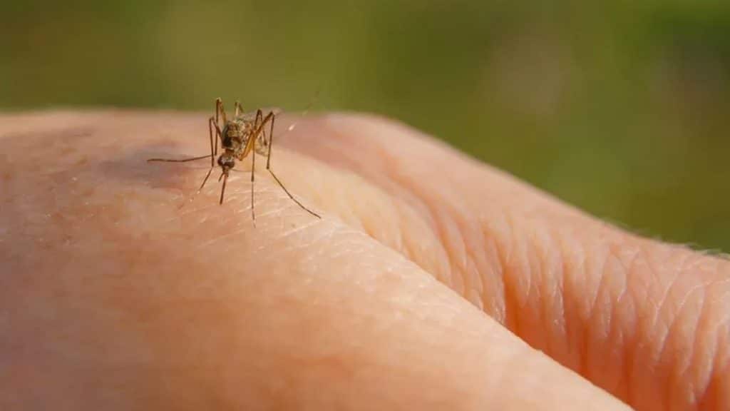 west nile morti campania