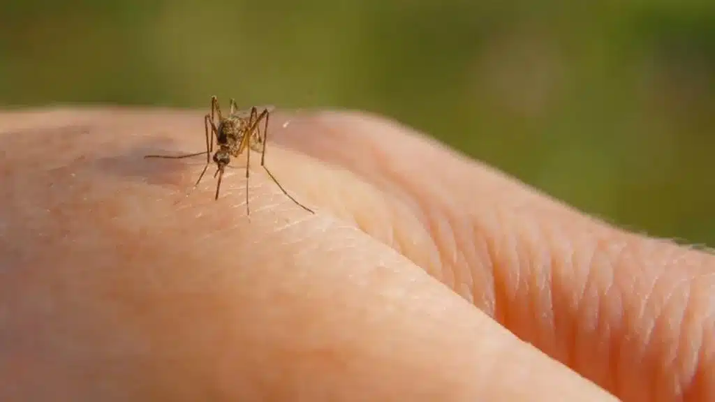 west nile morti campania
