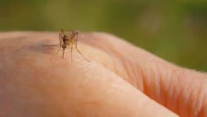 west nile morti campania