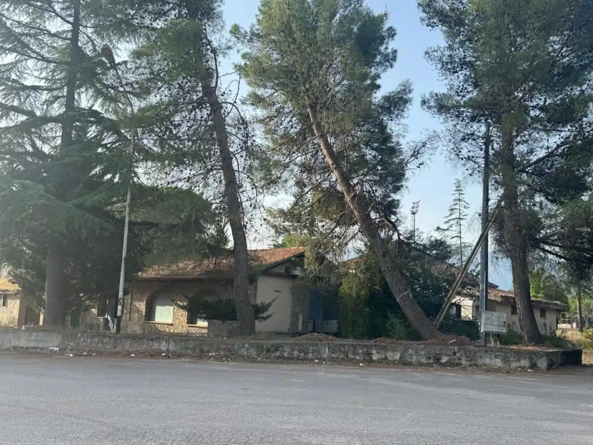 san rufo pino masseria progetto rilancio