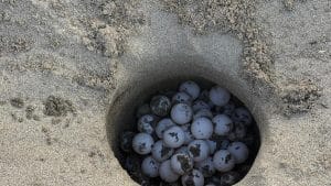 Battipaglia, sopralluogo alla Mojito Beach: slitta la data di schiusa del nido di tartaruga marina