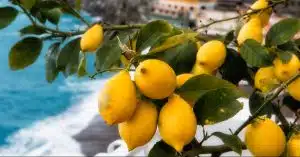 amalfi produzione limoni