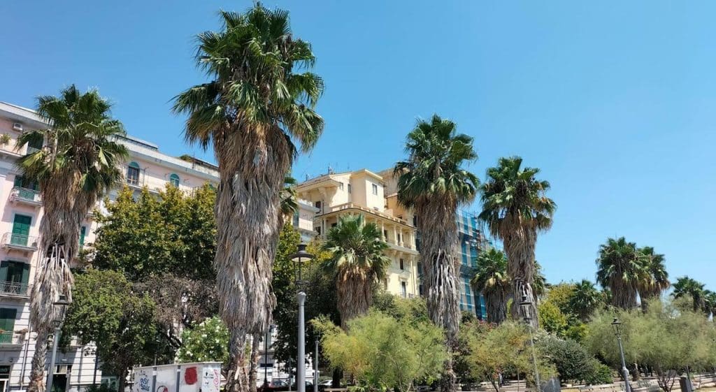 salerno mancata manutenzione palme Washingtonia assessore natella piano verde