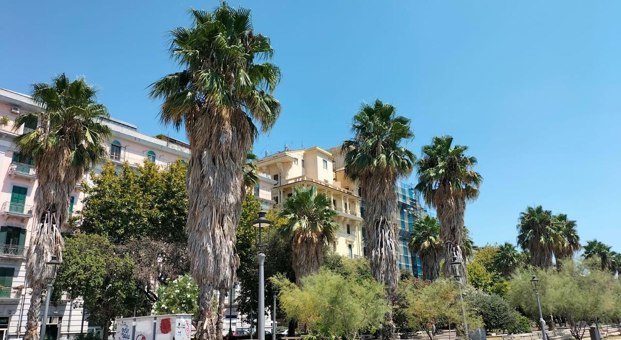 salerno mancata manutenzione palme Washingtonia assessore natella piano verde