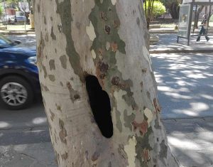 eboli protesta taglio alberi