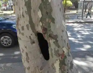 eboli protesta taglio alberi