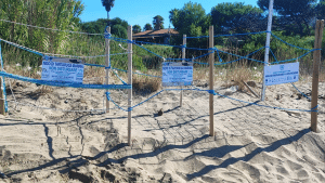 castellabate nido tartaruga caretta caretta