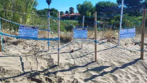castellabate nido tartaruga caretta caretta