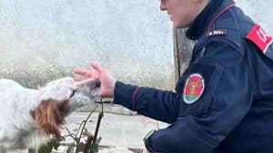 cani morti senerchia denunciata coppia