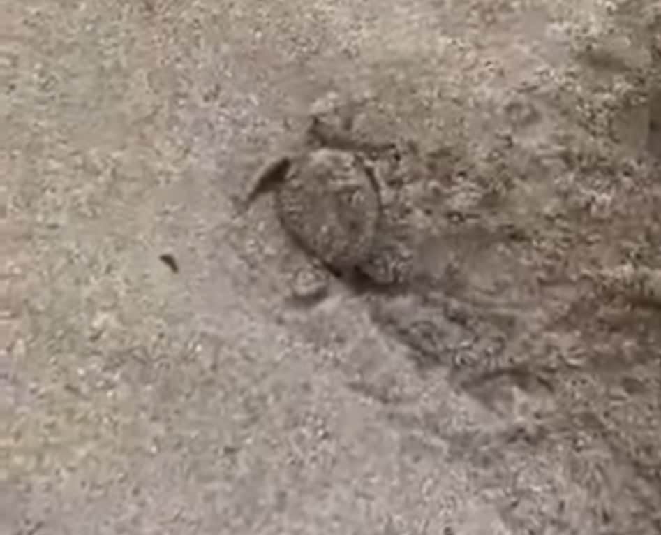 tartaruga Caretta Caretta