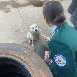 giornata internazionale cane nota guardie zoofile AISA Salerno