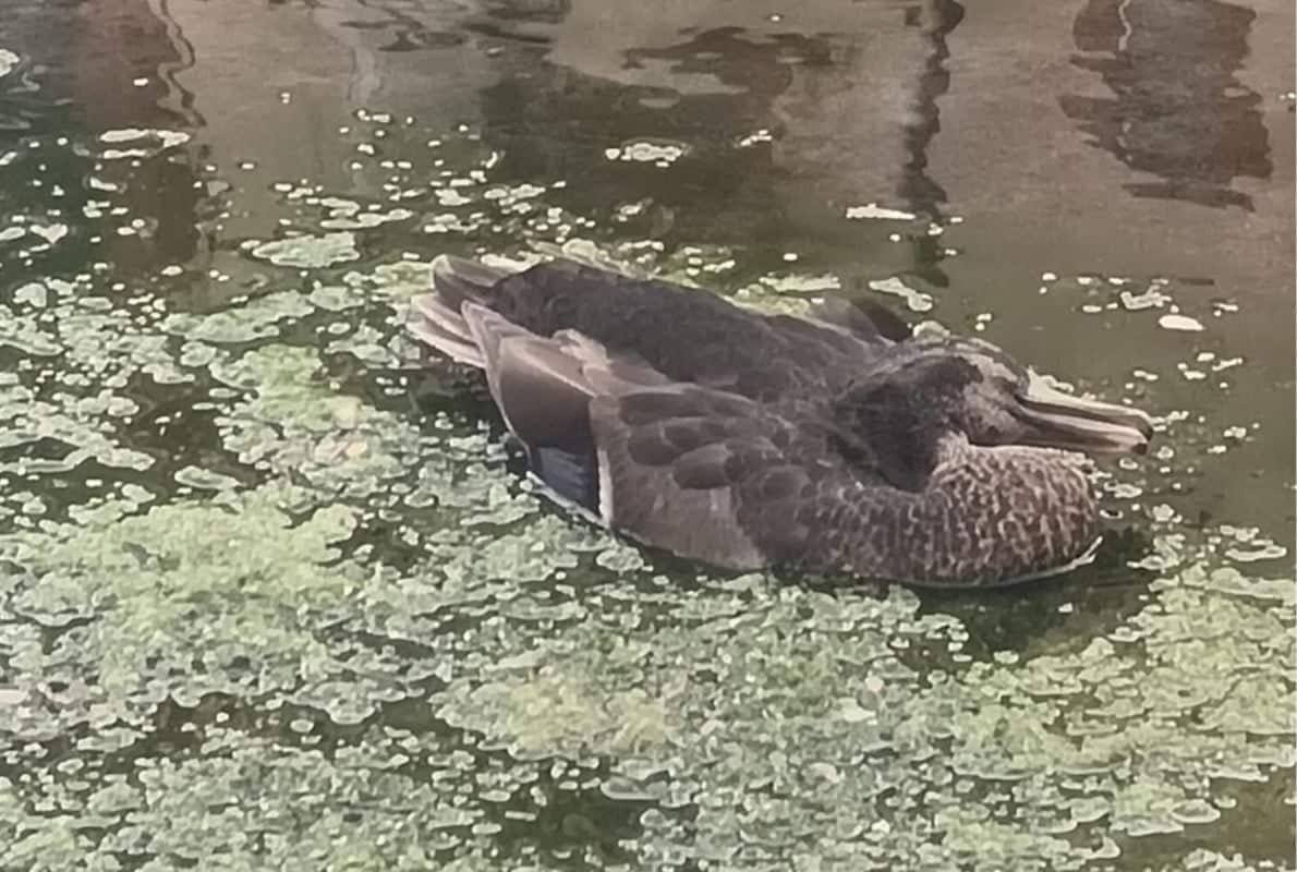agropoli anatra morta ipotesi avvelenamento
