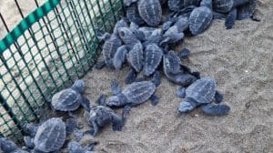 pollica schiusa tartarughe caretta caretta