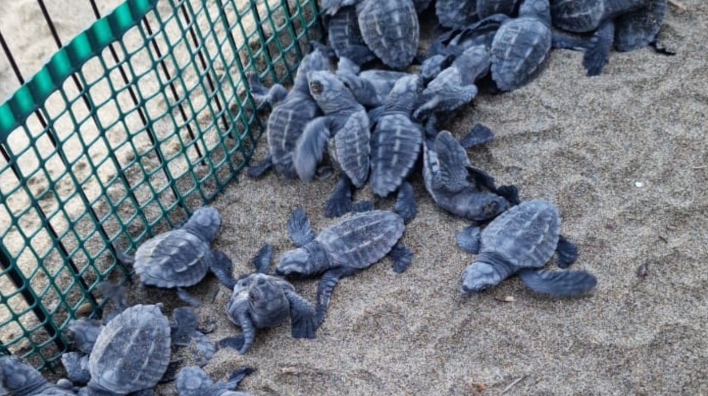 pollica schiusa tartarughe caretta caretta