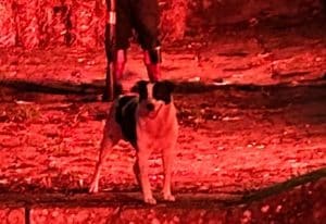 scomparso cane mascotte sant'arsenio sindaco rassicura