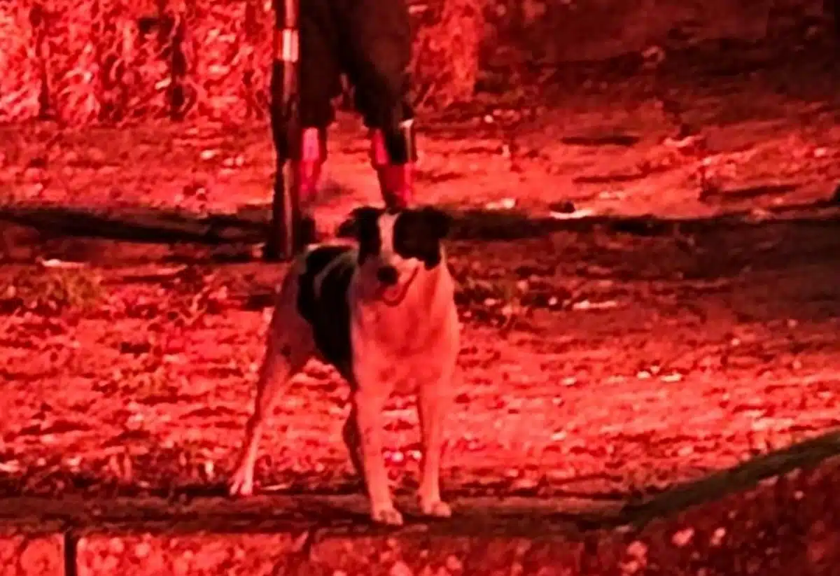 scomparso cane mascotte sant'arsenio sindaco rassicura