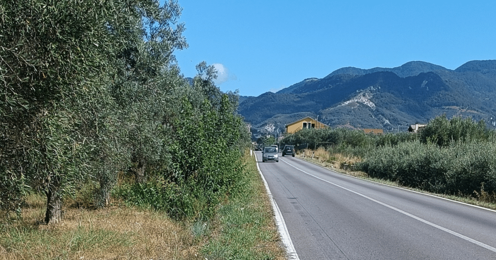 Incidente Montecorvino Rovella cinghiali