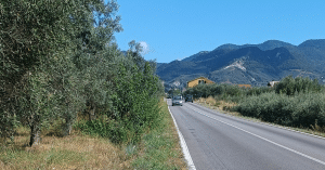 Incidente Montecorvino Rovella cinghiali