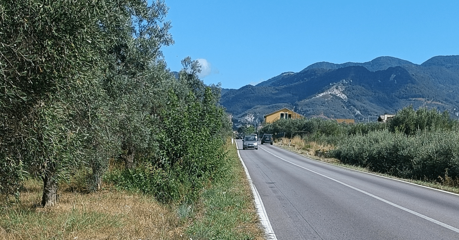 Incidente Montecorvino Rovella cinghiali