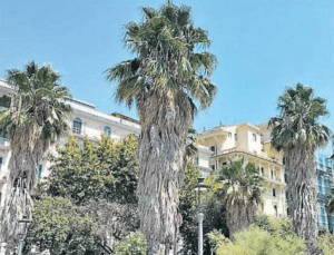 Salerno palme incolte lungomare
