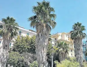 Salerno palme incolte lungomare