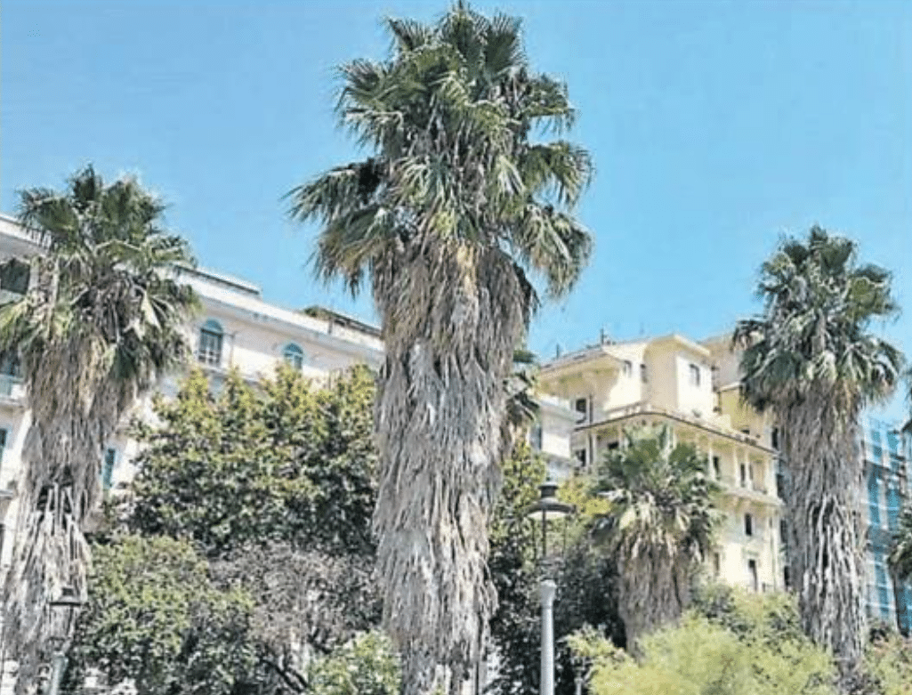 Salerno palme incolte lungomare